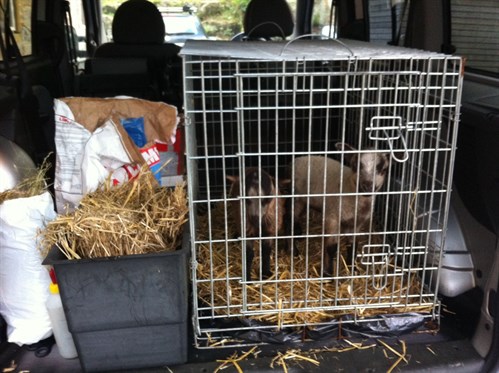 Van -lambs